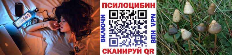 даркнет официальный сайт купить наркоту Курчатов Псилоцибиновые грибы Psilocybine cubensis